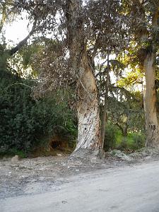 1866 les gros arbres sont toujours devant la grotte